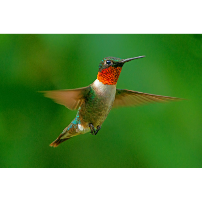 Hummingbird - Wrapped Canvas Print, 81cm H x 122cm W x 3.8cm D