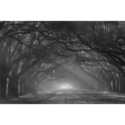 États-Unis, Géorgie, Savannah Wormsloe Plantation Drive au petit matin avec les rayons du soleil, reproduction d'affiche par Joanne Wells (24 x 18) # US11JWL1098