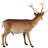 Forest Tailed Buck Male Deer Statue