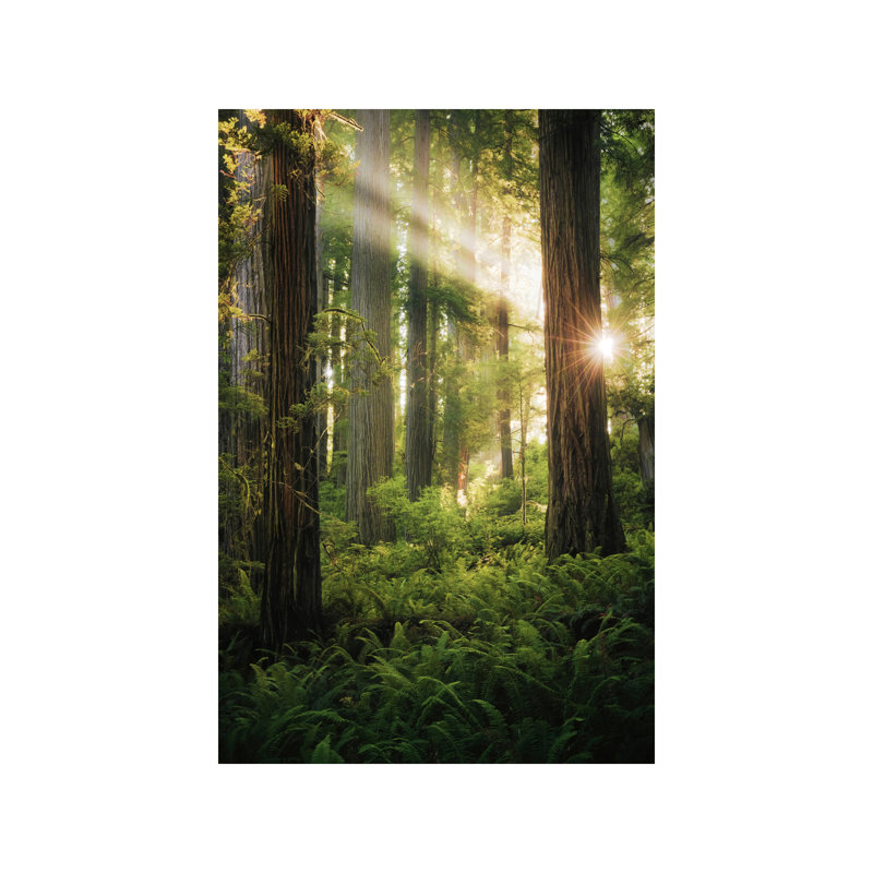 Goblin's Woods by Stefan Hefele - Wrapped Canvas Print, 66.04 cm H x 45.72 cm W x 1.91 cm D