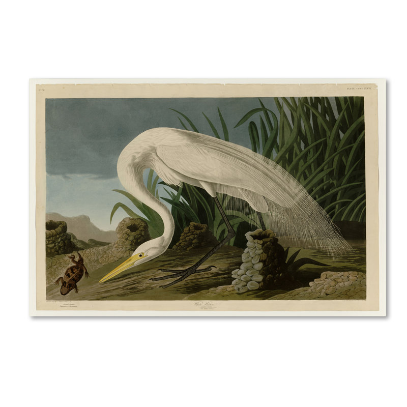 « white heronplate 386 », reproduction sur toile tendue, H 30 po x l 47 po