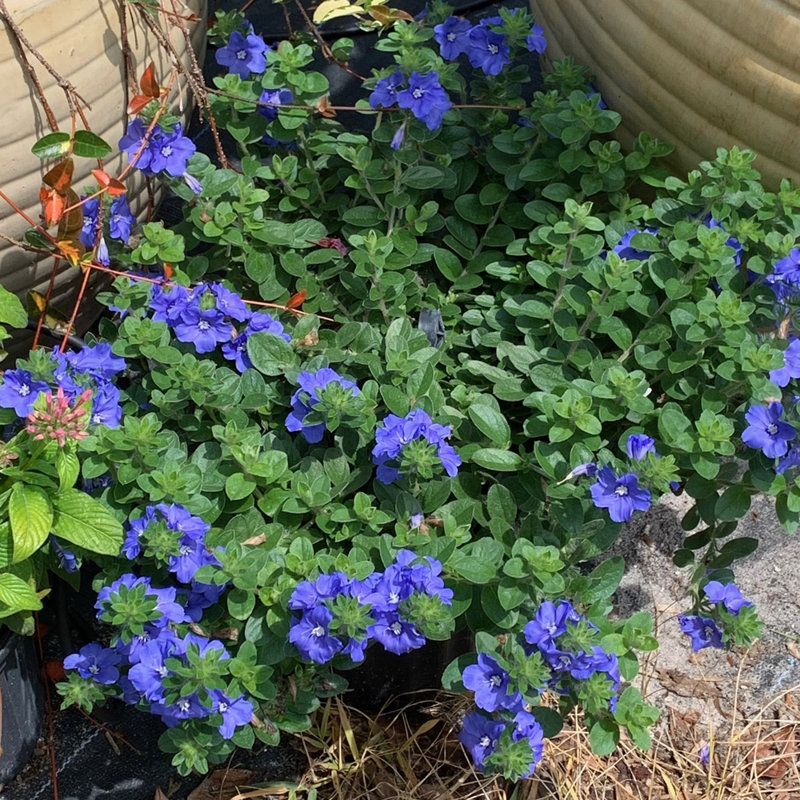 Primrue Live Flowering Plant in Plastic Pot