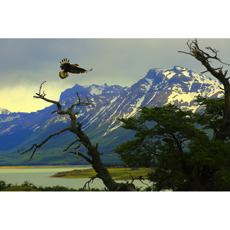 Hawk Flying by Agustavop - Wrapped Canvas Print, 81cm H x 122cm W x 3.8cm D