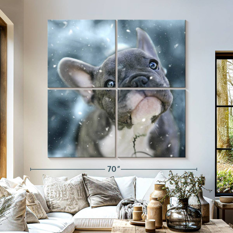 Chiot bouledogue français Brampt