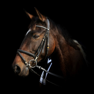 Brown Stallion Head by Kiekje