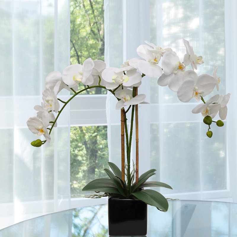 2 Phalaenopsis blancs dans un pot cubique noir de 5 po, arrangement d'orchidées élégant, parfait pour la maison, le bureau et les événements