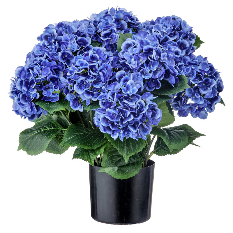 Hortensia de jardin 22 po, Hortensia de jardin bleu en pot