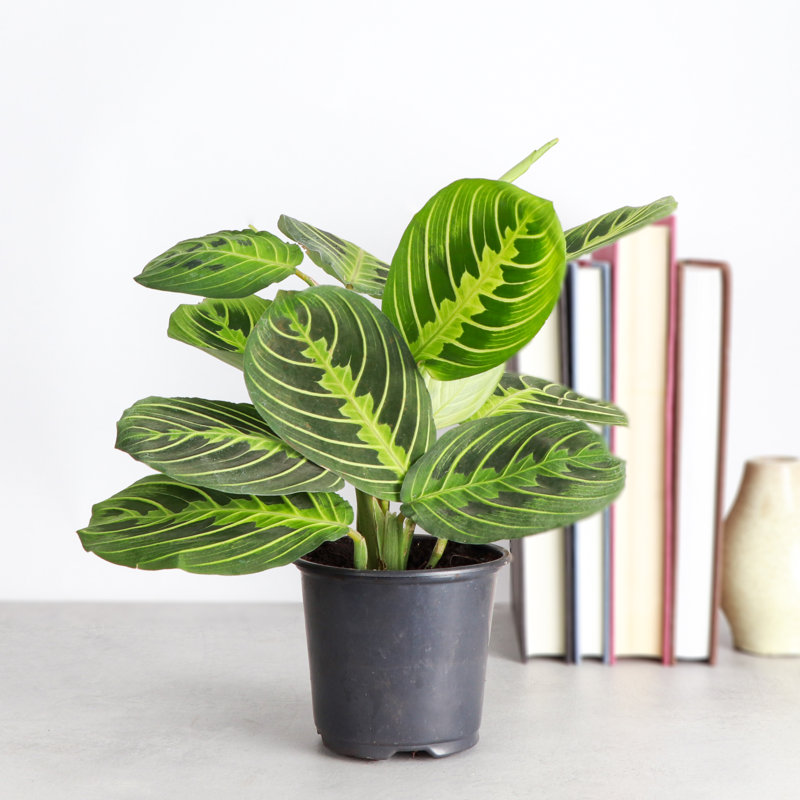 Live Lemon Lime Prayer Plant