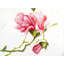Napperon romantique rose avec fleurs de magnolia | Décoration de chambre à coucher