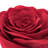 Handmade 3D Rose Flower Throw Pillow Aesthetic Decorative Valentines Day Accent Pillow Round Cushion