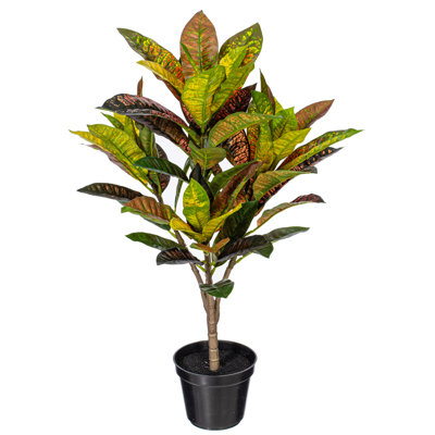 36 po. Plante en pot Croton.