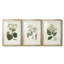 Antique Turpin Botanical IV - reproduction sur mesure encadrée de qualité supérieure - 3 pièces-1991839039-1991839038
