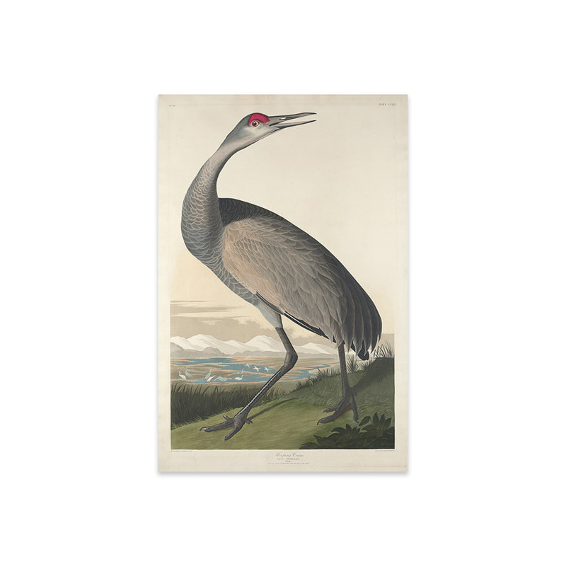 Grue blanche par John James Audubon - impression non encadrée, H 24 po x l 16 po x P 0,25 po