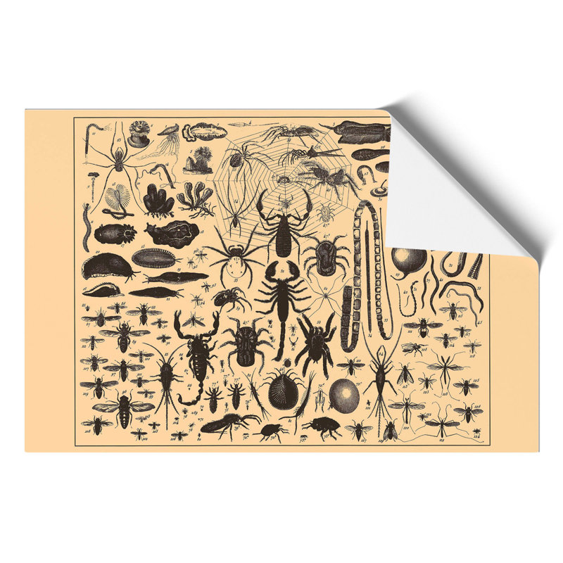 Encyclopedia Insects - No Frame Print, 21cm H x 30cm W x 0.1cm D