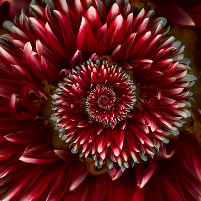 Red Spiral Dahlia by Ogphoto
