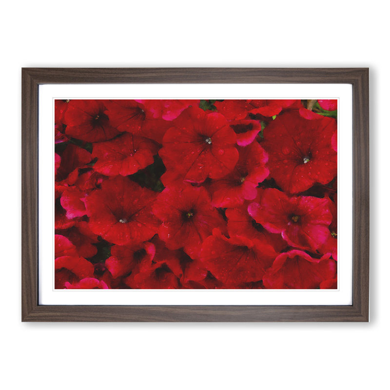 Seeing Red Flowers - Picture Frame Graphic Art, Walnut Framed, 27cm H x 36cm W x 2cm D