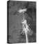 "Pissenlit noir et blanc et typographie cursive, photographie botanique, art moderne et rustique" sur-99543771
