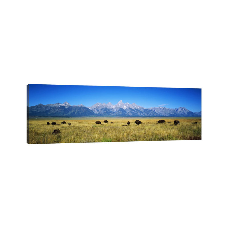 Field Of Bison With Mountains In BackgroundGrand Teton National Park, Wyoming, USA by Panoramic Images - Panoramic Gallery-Wrapped Canvas Giclée on Canvas