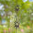 Joycelene Metal Astrology & Stars Rain Chain