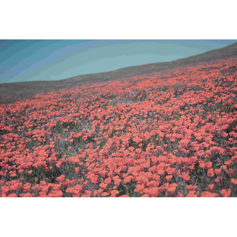 «California Blooms III» par Elizabeth Urquhart - photographie sur toile tendue, H 8 po x l 12 po, Non, Toile tendue