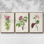 Jolies roses botaniques IV, ensemble de 3 toiles encadrées-97706585-97706591