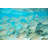 Flock Of Fish - Wrapped Canvas Print-302491963