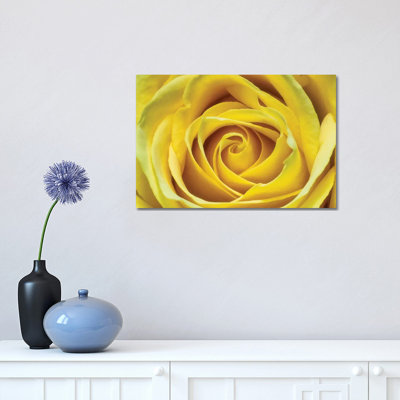 " Yellow Rose " by Glauco Meneghelli