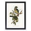 Cat Birds by Elizabeth Gould - Picture Frame Graphic Art Print-55513646-55513649