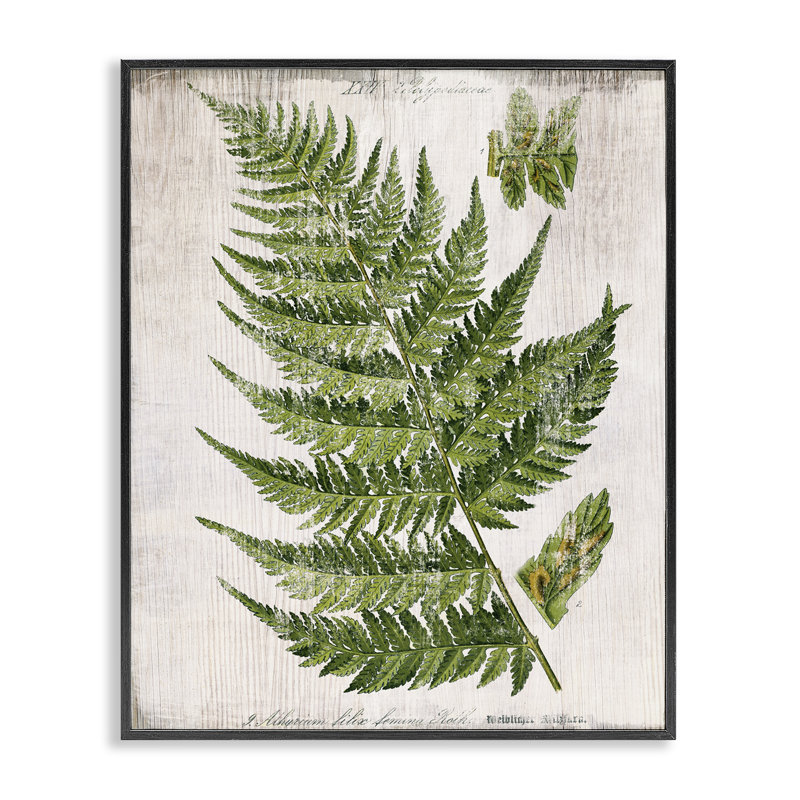  Feuille de fougère patinée, art de la giclée par Susan Arnot, H 14 po x l 11 po, Giclée encadrée noir minuit