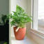 Live Rabbit's Foot Fern Plant