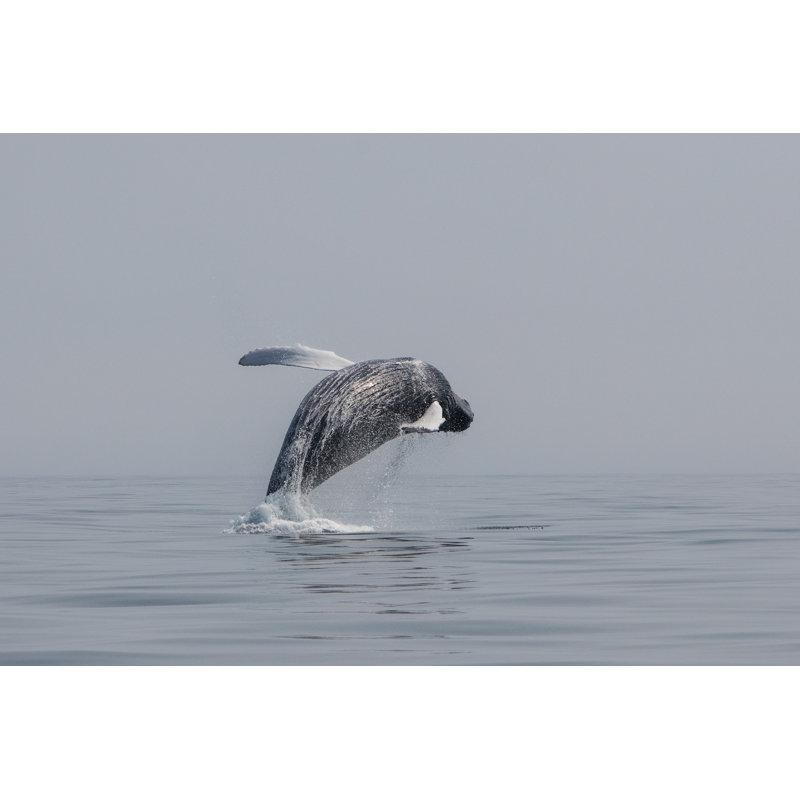 " Humpback Whale ", 12" W x 8" H