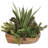 Salar 22'' Faux Succulent in Teak Planter