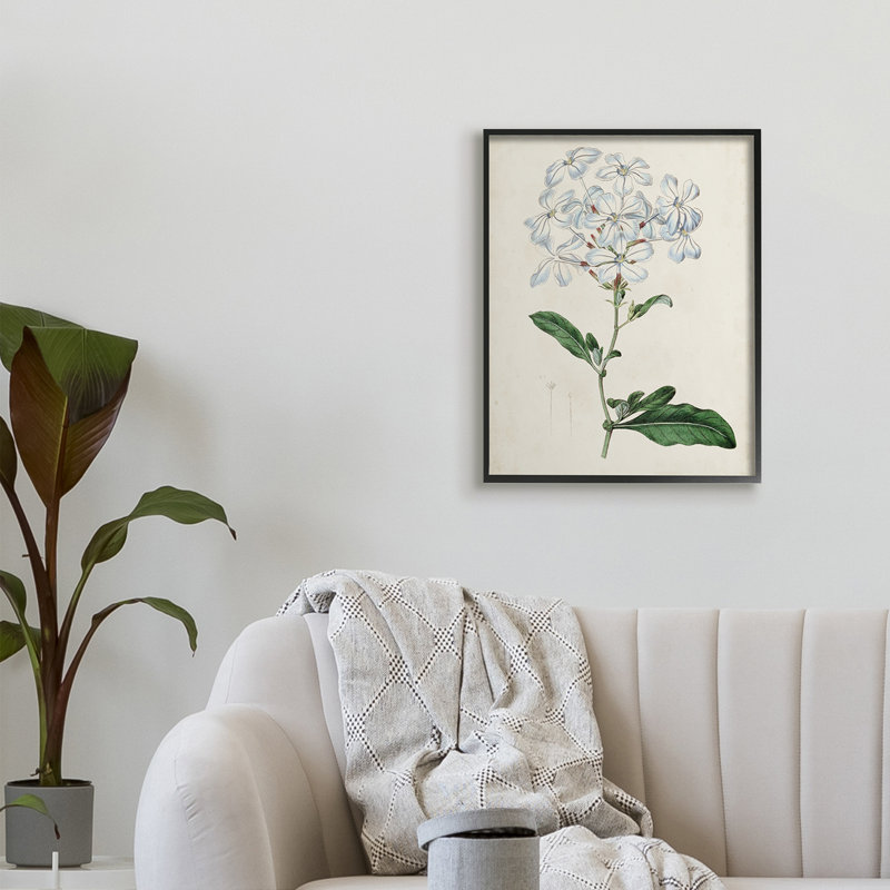 Étude florale rustique avec charmantes fleurs blanches de Curtis - impression, H 30 po x l 24 po, Giclée encadrée noir minuit