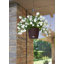 Hanging Planter-16493106-66329965