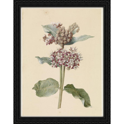Bloeiende Asclepias species (1831 - 1900)