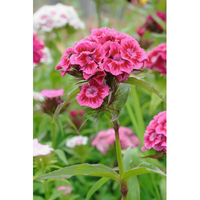 Valazquez Sweet William Flowers - Wrapped Canvas Print