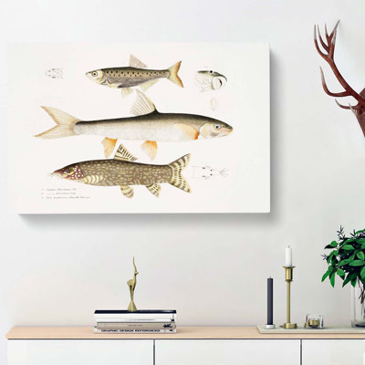 Carp & Loach Fish Illustrations by John Edward Gray - Wrapped Canvas