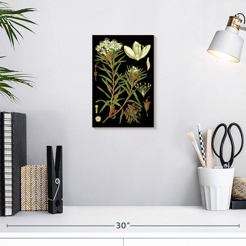 Harnek Marsh Labrador Tea Plant, 12" H x 8" W