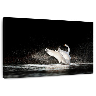 Cygne éclaboussant de l'eau