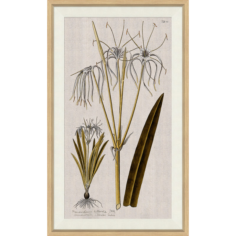 17th Century Wild Flower Studies I Painting