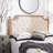 Moneta Upholstered Headboard-21374075-21374078