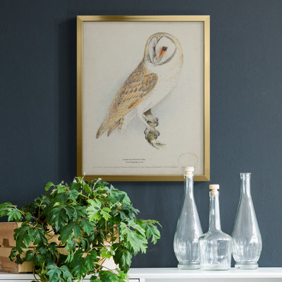 " Barn Owl " Painting Print