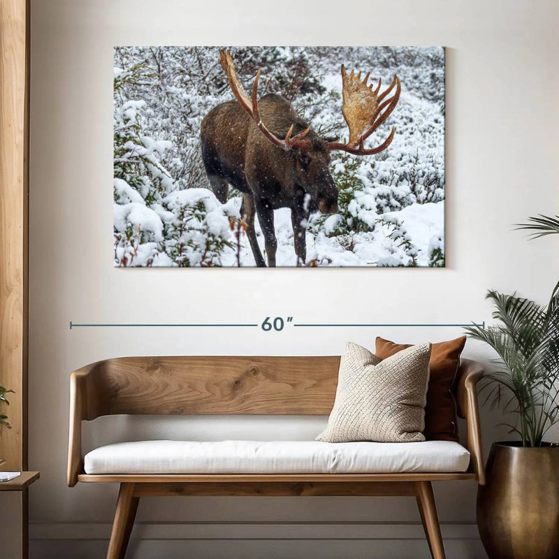 Moose In Winter