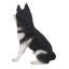 LARGE BLACK & WHITE SIBERIAN HUSKY SITTING