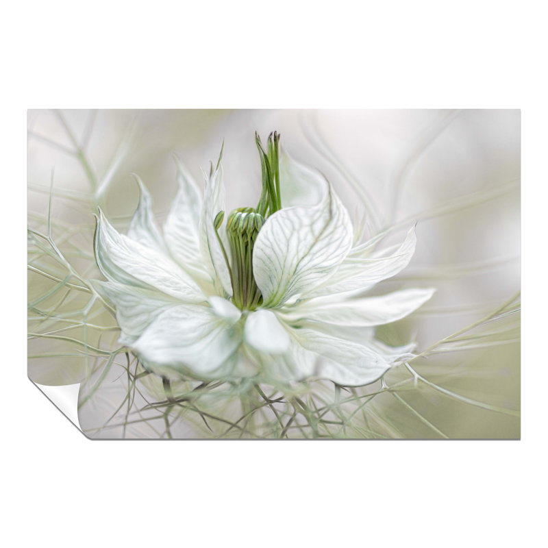 Nigella White Petals Flower Floral Garden - No Frame Print, 20cm H x 31cm W