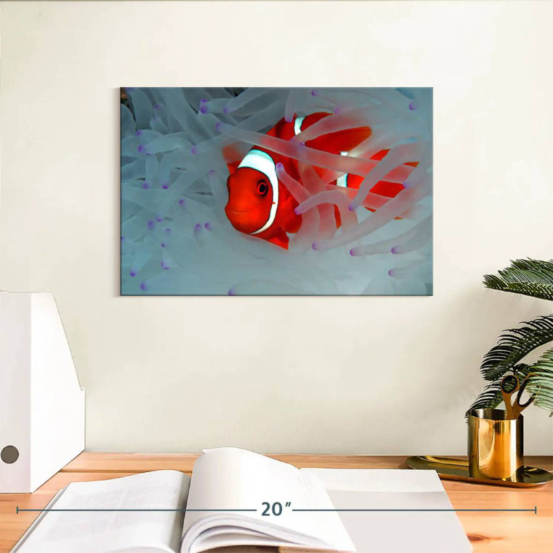 Crowle Hiding Clown Fish, 8" H x 12" W