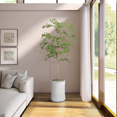 Shady Lady Tree in Medium Weston Planter
