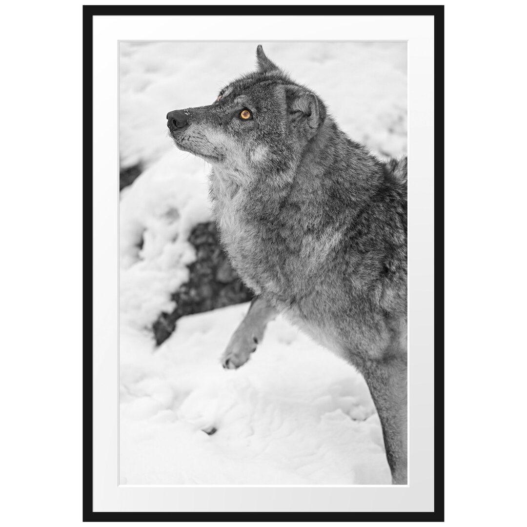 Gerahmtes Poster Schöner Wolf im Schnee