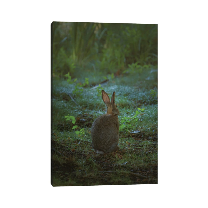 Little One Of The Forest by Louis Ruth - Wrapped Canvas Print
