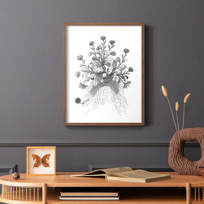 «B&W Plant Speciment VII», reproduction encadrée - bois massif, Brun, H 14 po x l 11 po